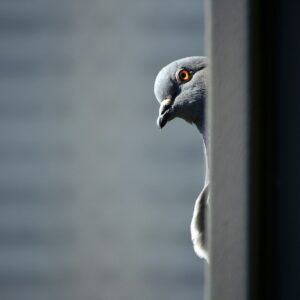 gray and white bird on gray metal bar